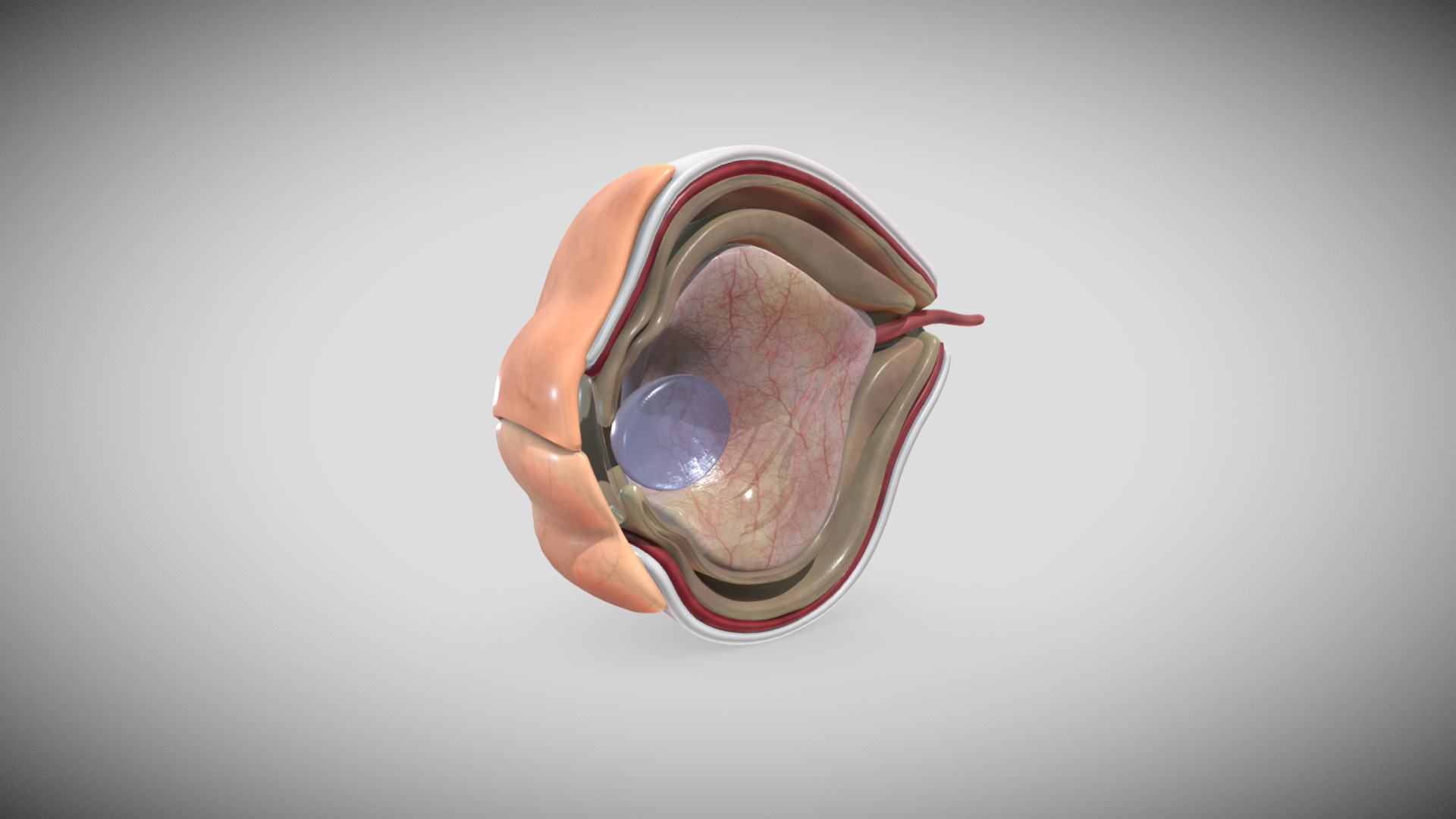 16 week fetal eye cross_section