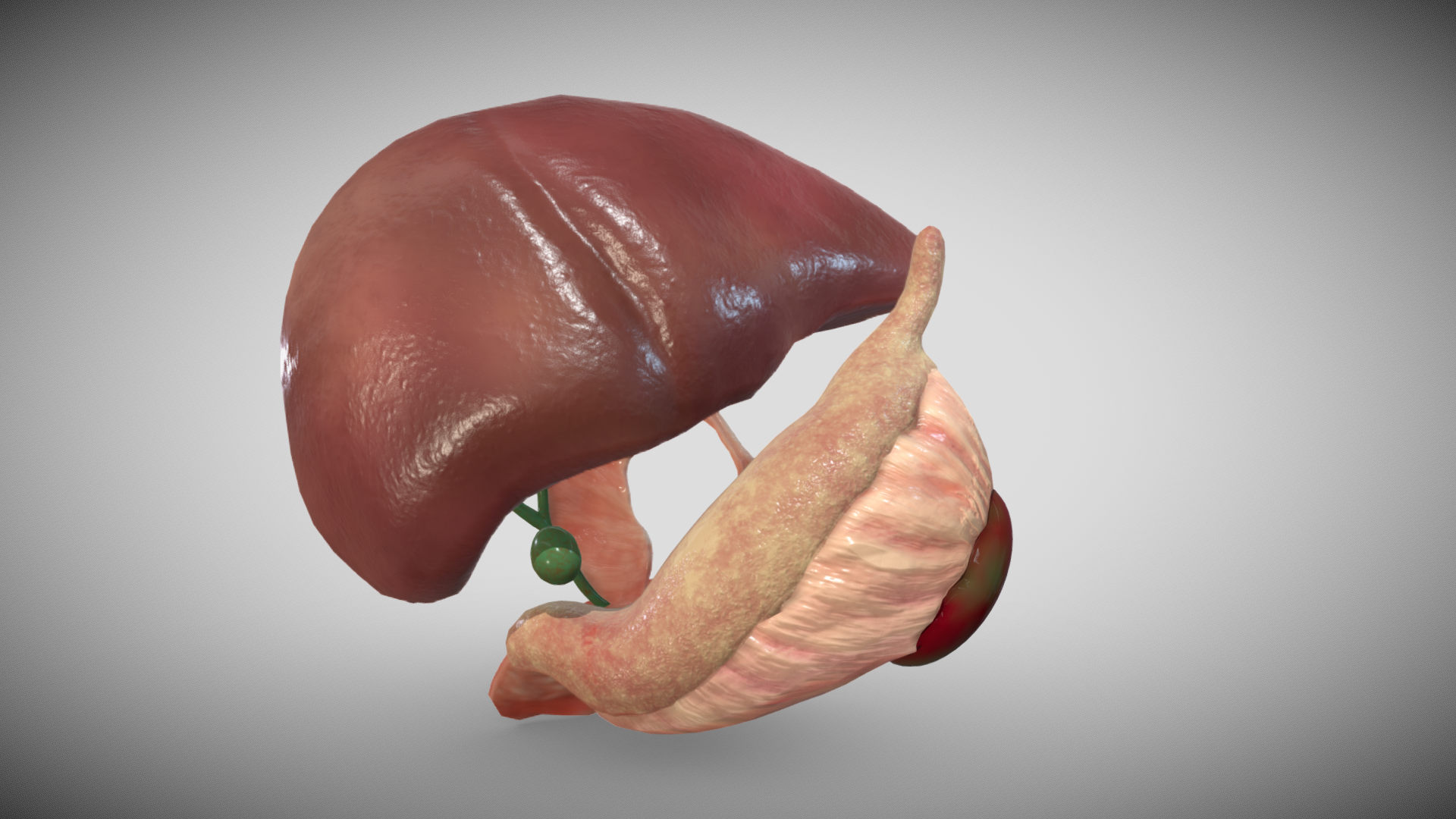 16 week fetal liver spleen and_pancreas