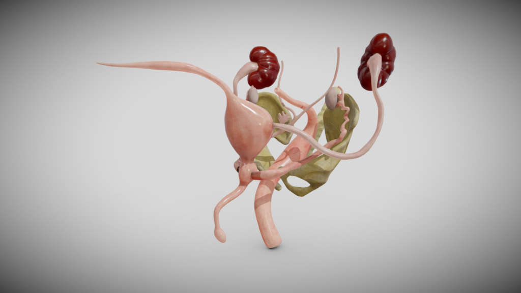 16 week fetal male reproductive system