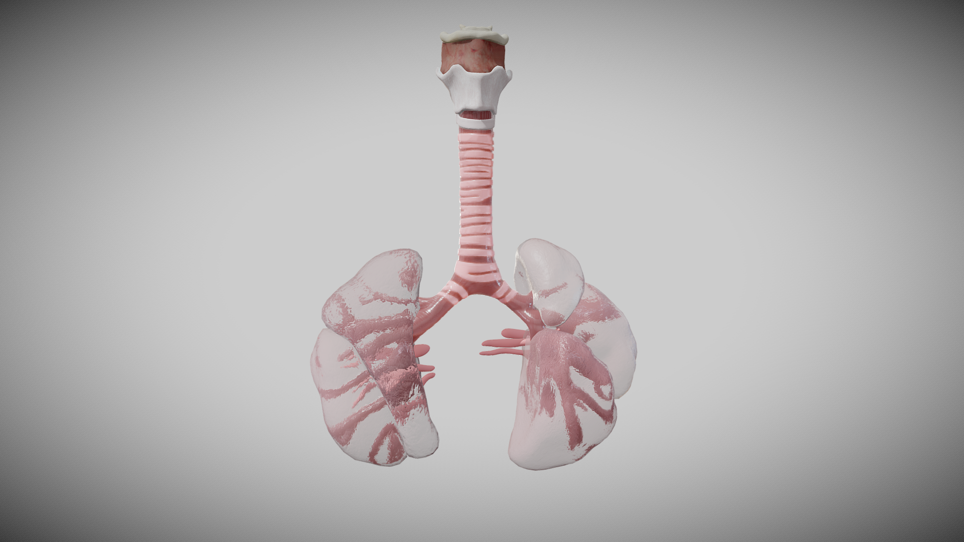 16 week fetal pulmonary system