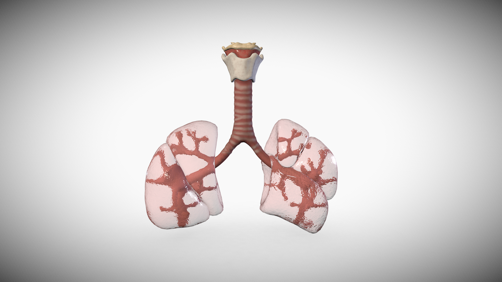 8 week embryonic pulmonary system