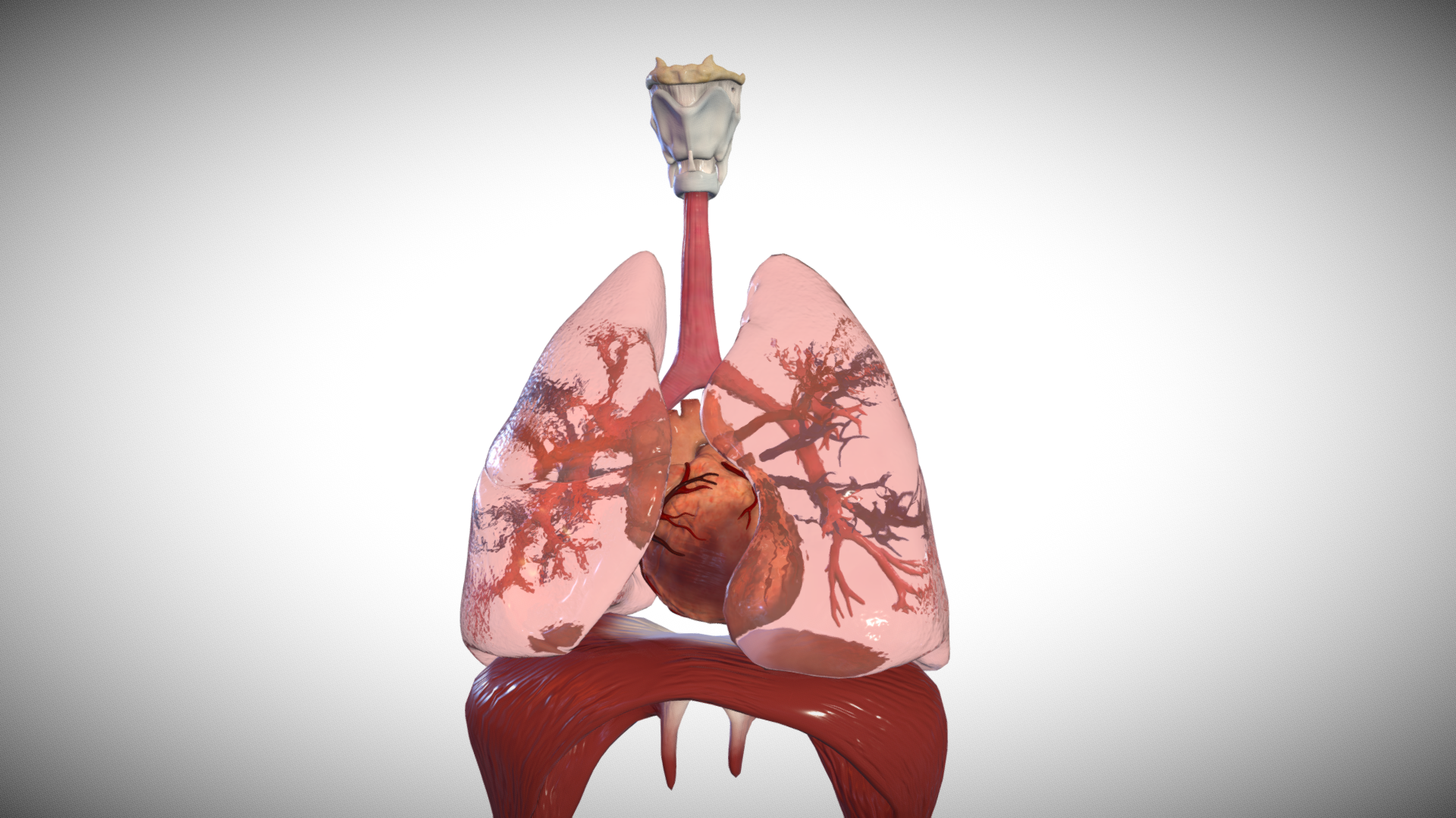 adult heart and lungs