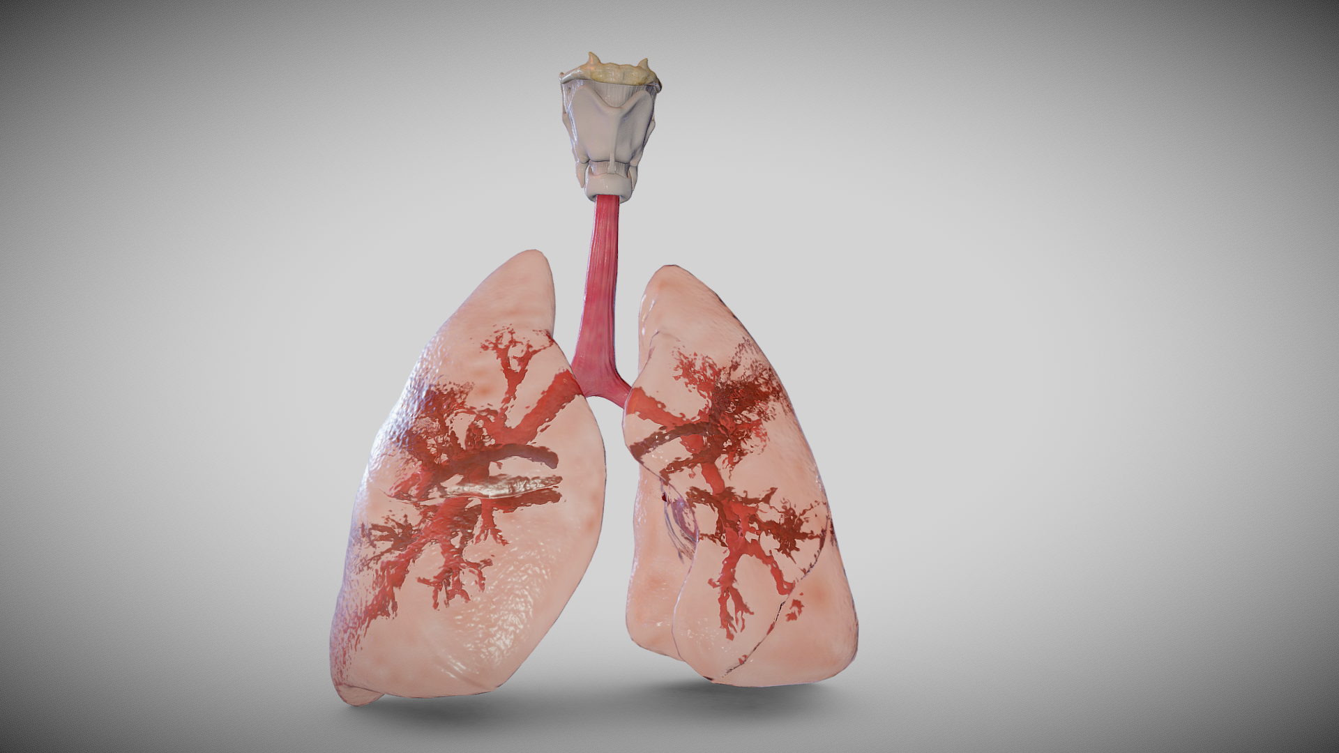 adult pulmonary system